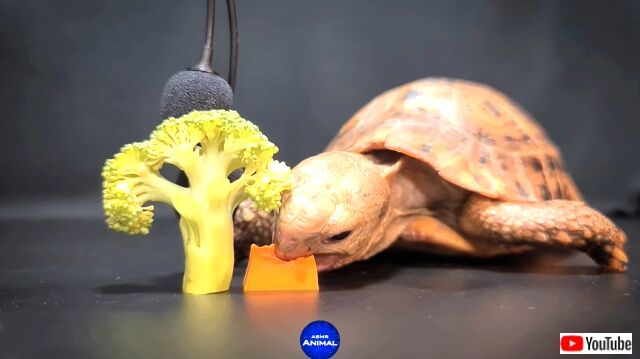 asmrtortoise5_640