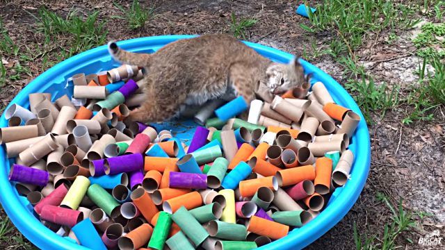 bobcats4
