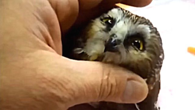 owlbaby4