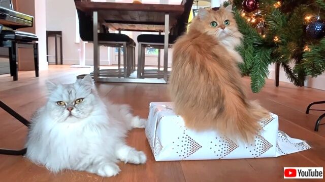 catsconquerxmaspres0_640