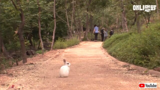 dognbunny2_640