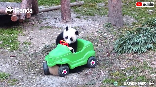 パンダだって自動車が大好き！カッコいい車でドライブに行きたいパンダたち