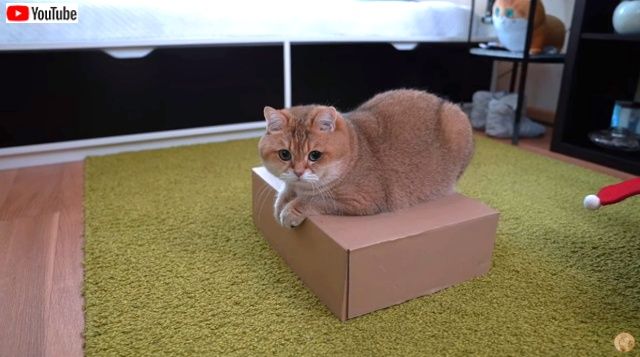 cartonboxhosico6_640