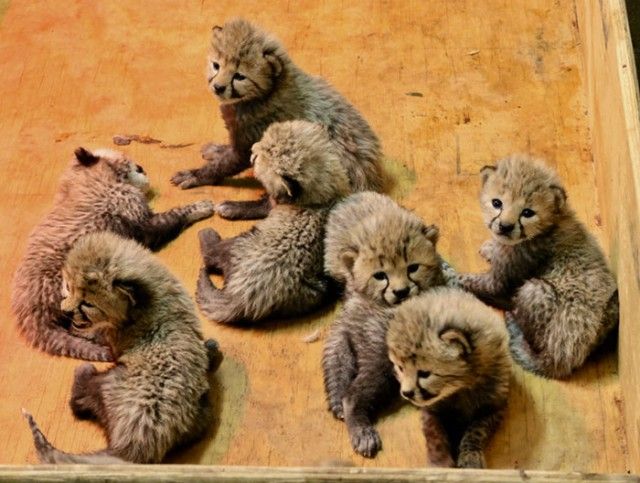 cheetah-eight-cubs-st-louis-zoo-4-5a4f6fcee811a__700_e