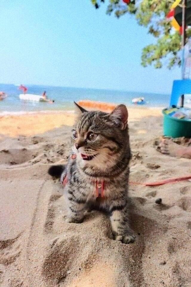 kitteninbeach (3)_e