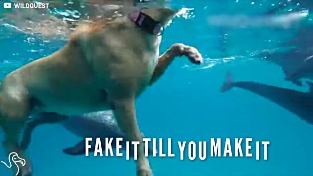 dogswims1