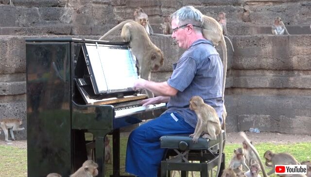 piano4macaques3_640