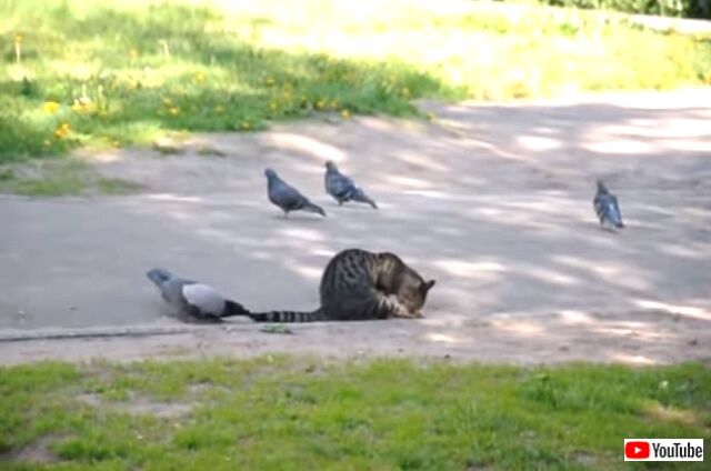 catnbird6_640