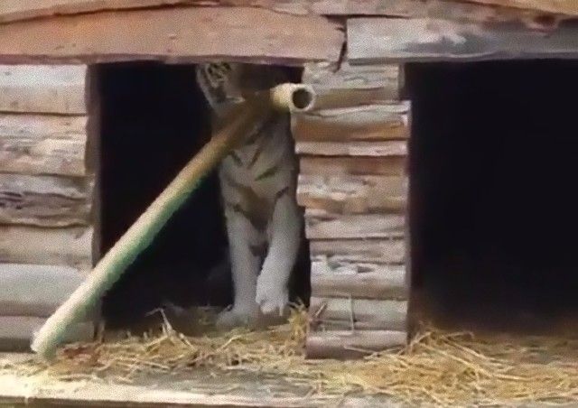 tigerwasadog4_e
