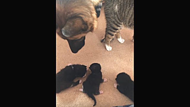 dognkitten5