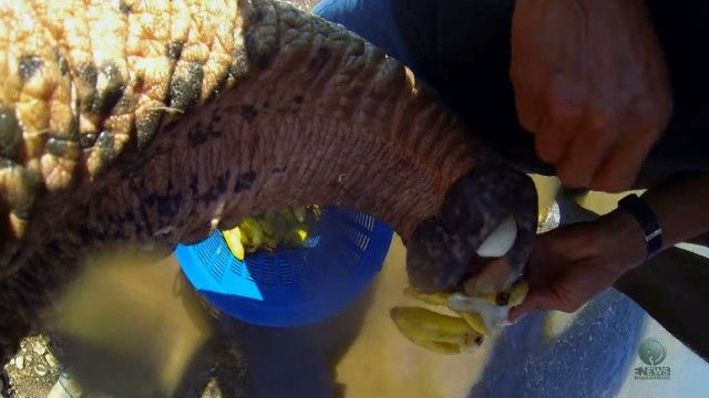 closeupelephant2_e
