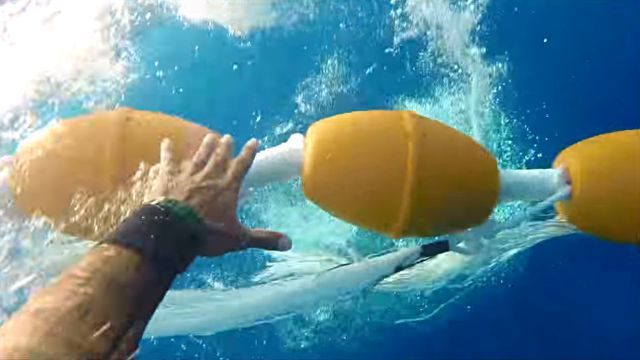 whaleneedshelp4