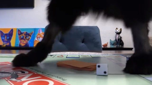 catshaming10_e