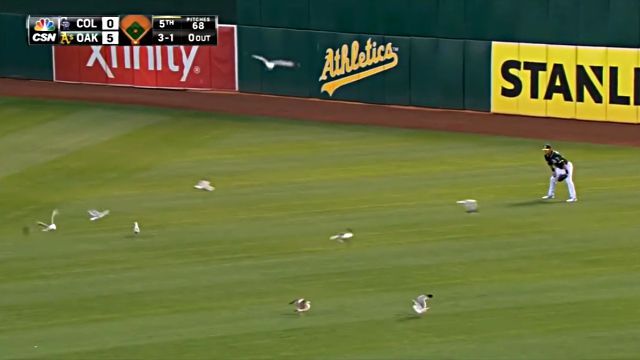 MLB16