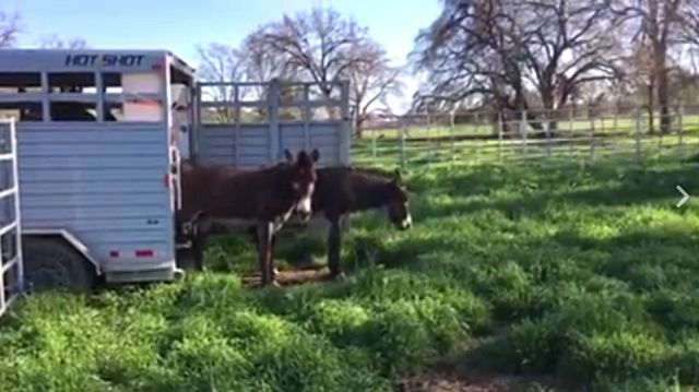 burro3