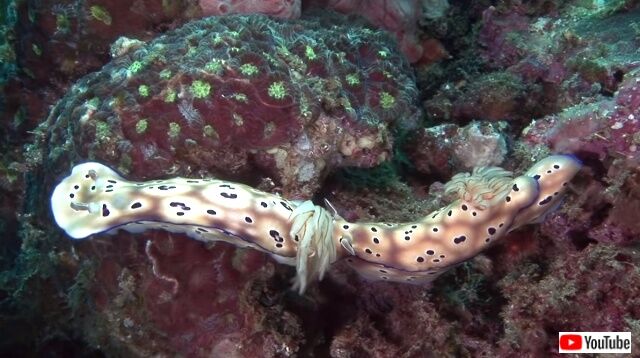seaslugs10_640