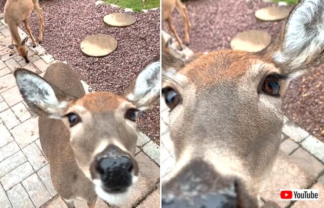 deersayhello6_640