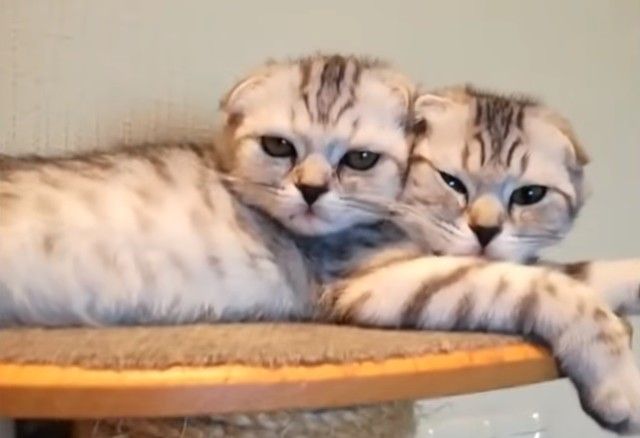 allcatsrdifferent3_e