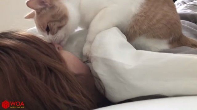 catsmorningcall2_e