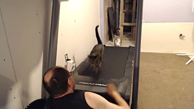 runningcat2