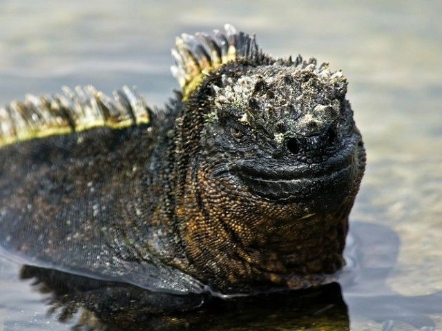 Marine-Iguana-5_e