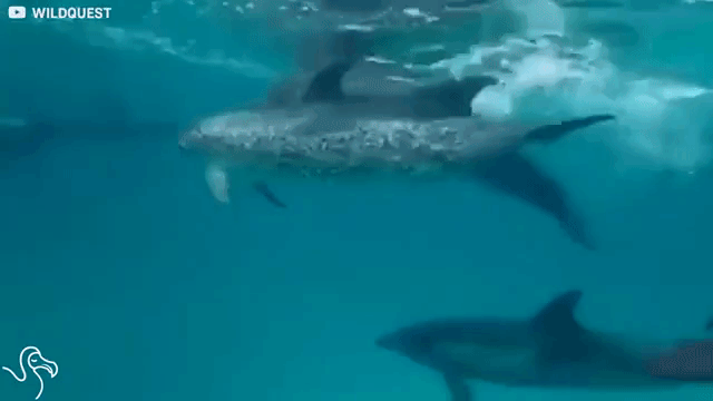 dogswims