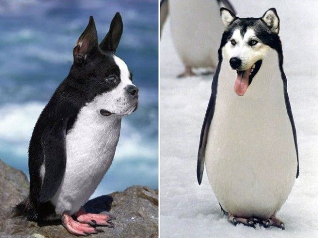 penguin6_e