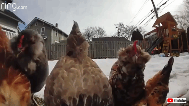 鶏たちのプリズンブレイク バレてるわよ と防犯カメラ越しに話しかける飼い主の声に犯鶏たちビックリ マランダー