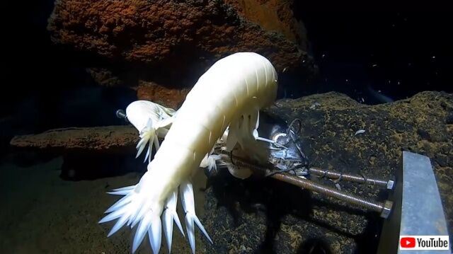 amphipod3_640