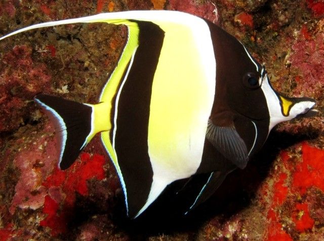 Moorish-Idol_e