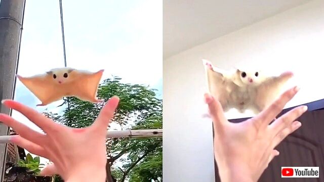 ペットのフクロモモンガ、「いっくよ～！」と飼い主さんの手を目指して空を飛びまくる