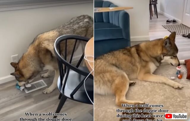 bestpets3_640