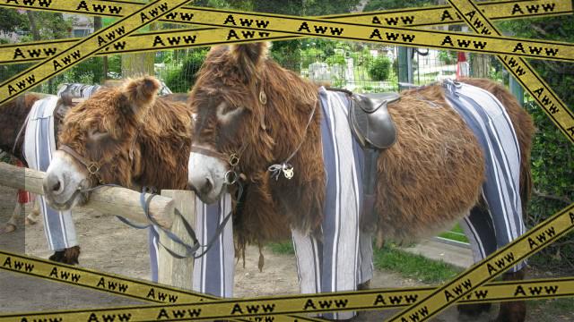 donkeys-1_e-frame