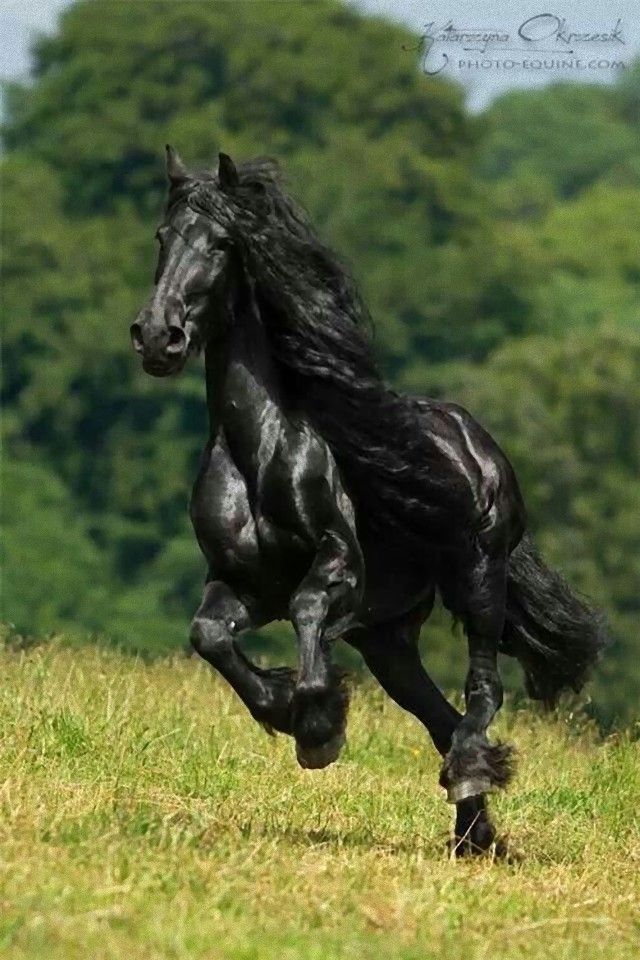 horse17_e