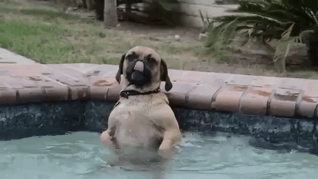 doglovesthehottub