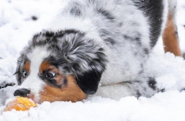 白くて冷たいコレはなぁに？初めての雪に戸惑ったり大喜びだったりのペットたち