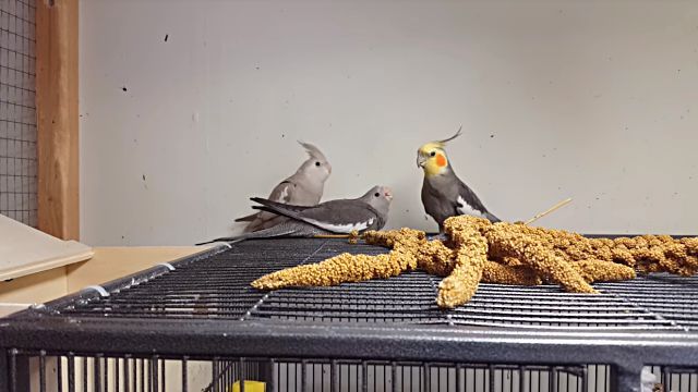 babycockatiel1