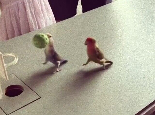 parrotplayingbasketball3_e