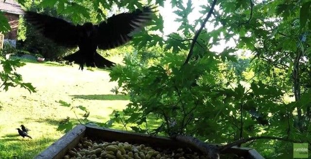 babycrows8_e