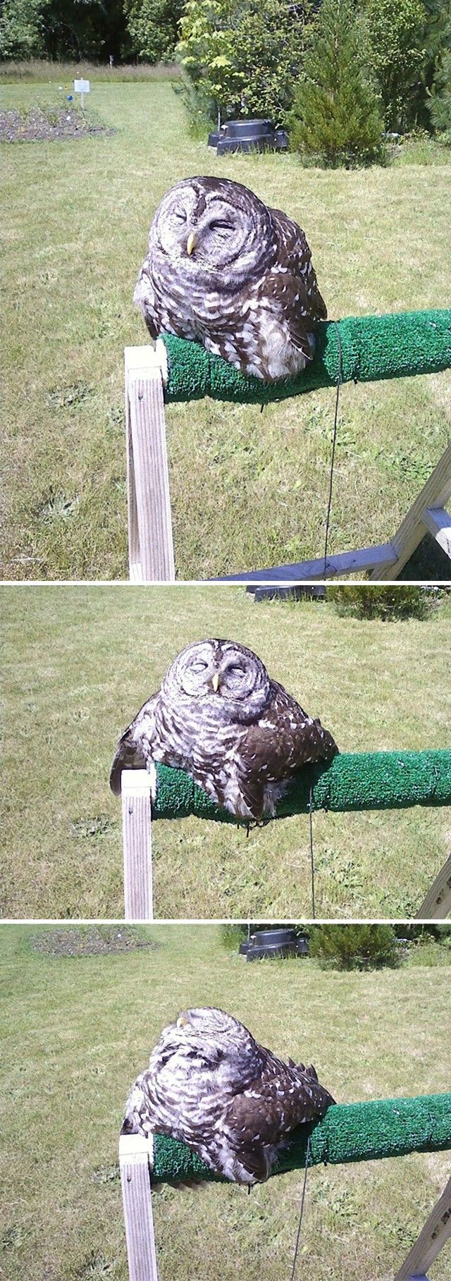 cute-melted-animals-29-58becfb8bae30__605_e