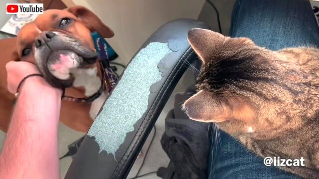 lapcat6_640