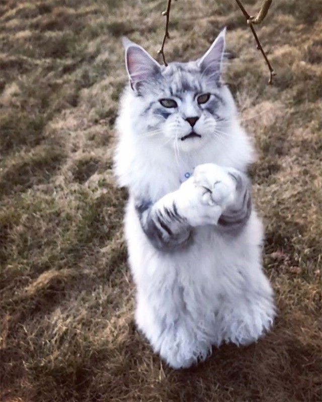prayingcat5_e
