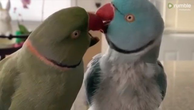 parrotbrothers2_e