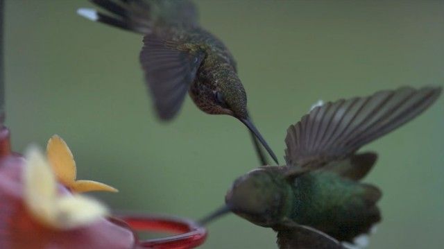 slowmobirds13_e