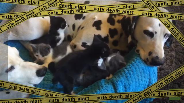 kitten-f [www-frame