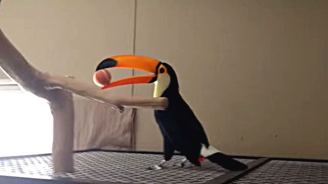 toucan1