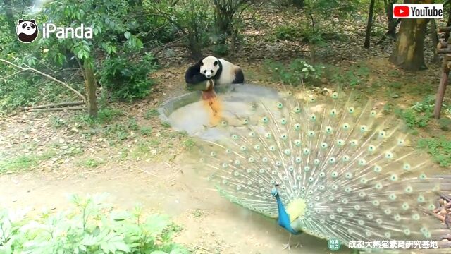 pandanpeacock3_640