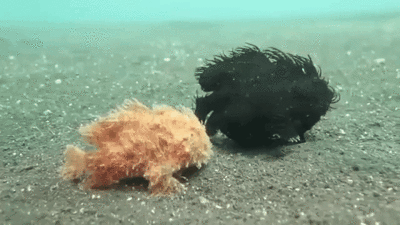 frogfish