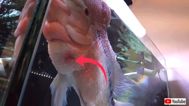 flowerhorn2_640
