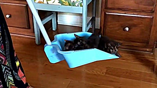 kitten4